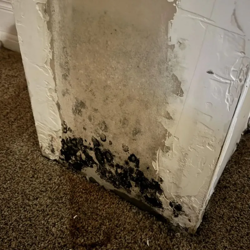 Professional Mold Removal in Conway, SC